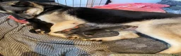 Shepsky dogs for sale: 3 beautiful shepsky puppies  in Stoke-on-Trent - Advert 1