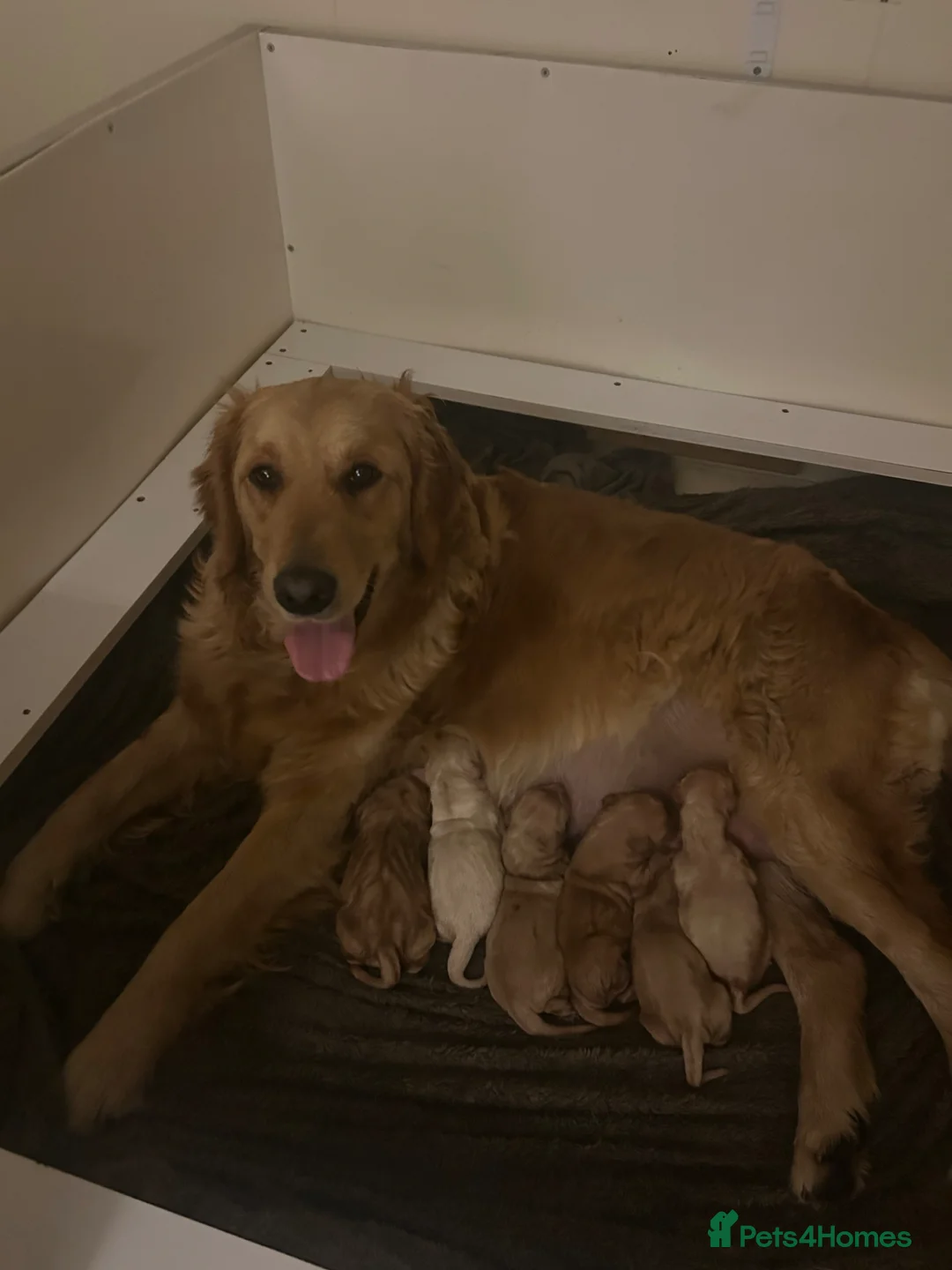 Golden Retriever dogs for sale: Gorgeous golden retrievers for sale. - Advert 2