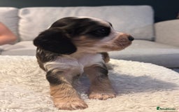 Cocker Spaniel dogs for sale: 6 Cocker Spaniel puppies for sale - Advert 23