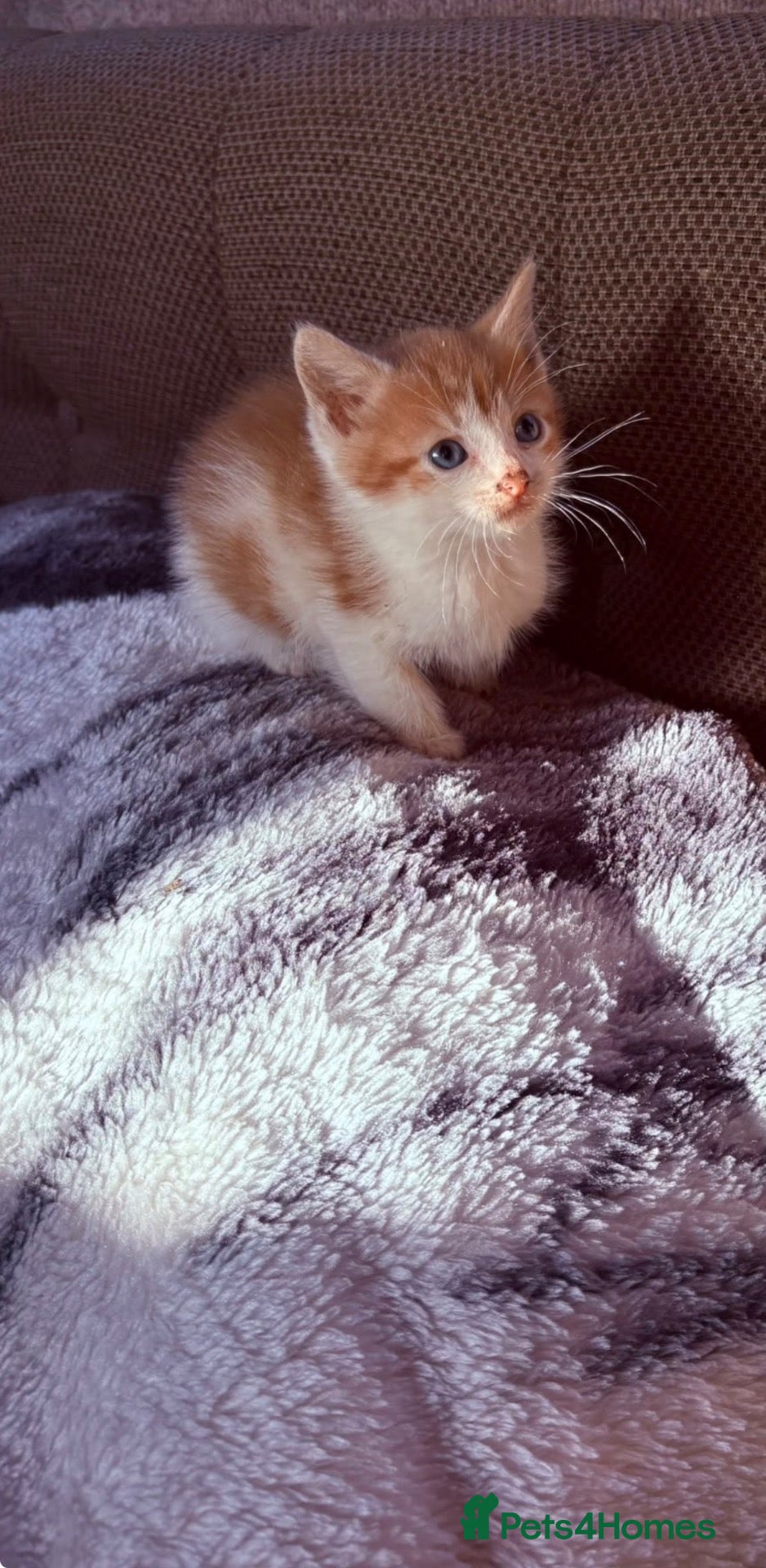 Mixed Breed cats Beautiful kittens - Advert 11