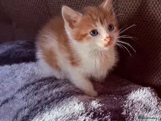 Mixed Breed cats Beautiful kittens - Advert 11