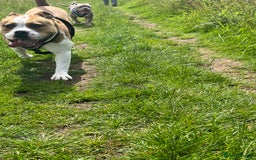 Mixed Breed dogs for sale: 3 dogs for sale! - Image 3