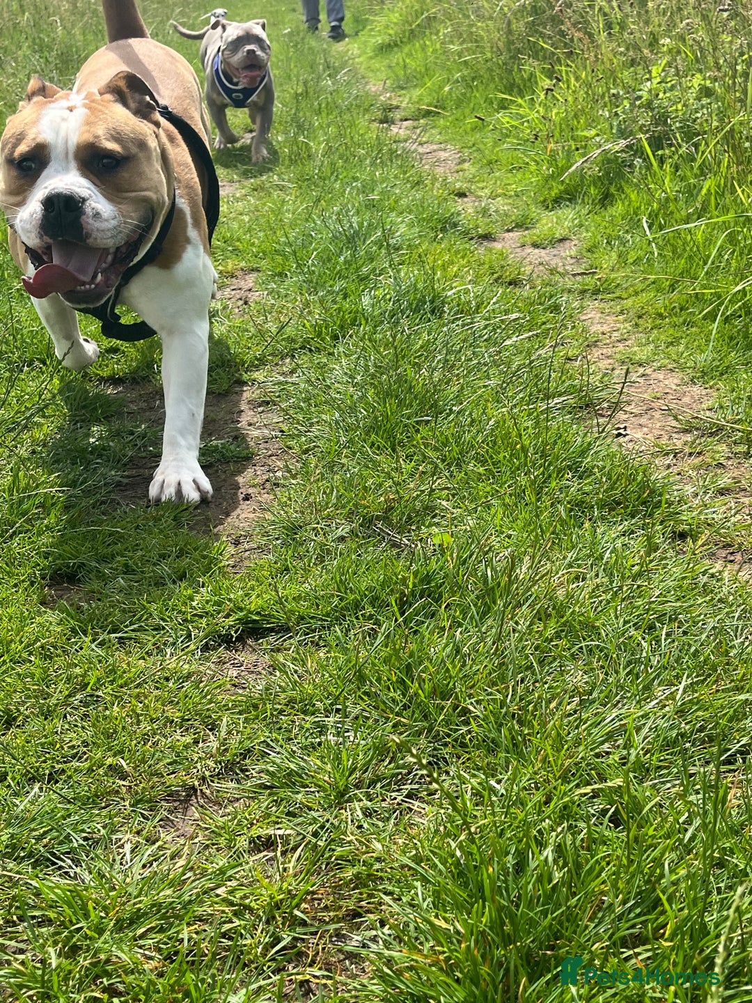 Mixed Breed dogs for sale: 3 dogs for sale! - Image 3