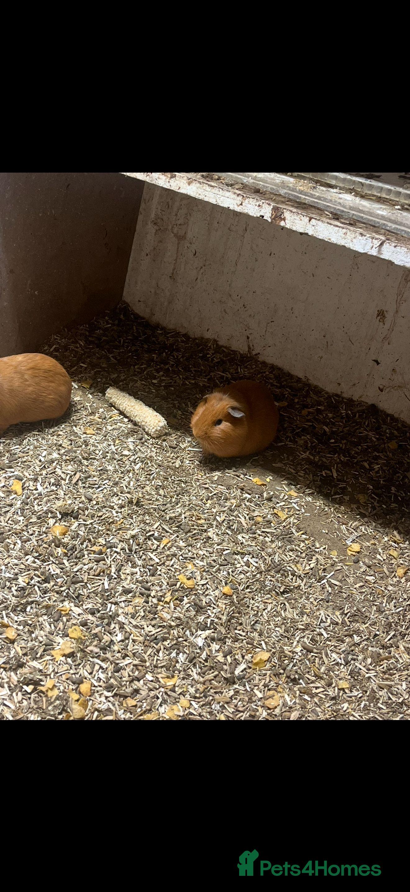 Guinea Pig rodents Guinea pigs 🐹 - Advert 3