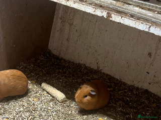 Guinea Pig rodents Guinea pigs 🐹 - Advert 1