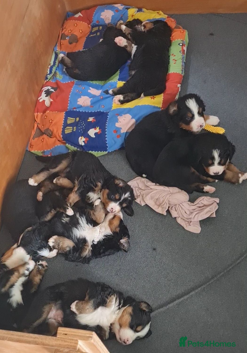 Bernese Mountain Dog dogs KC Bernese Mountain Dog pups home with mum & dad - Advert 1
