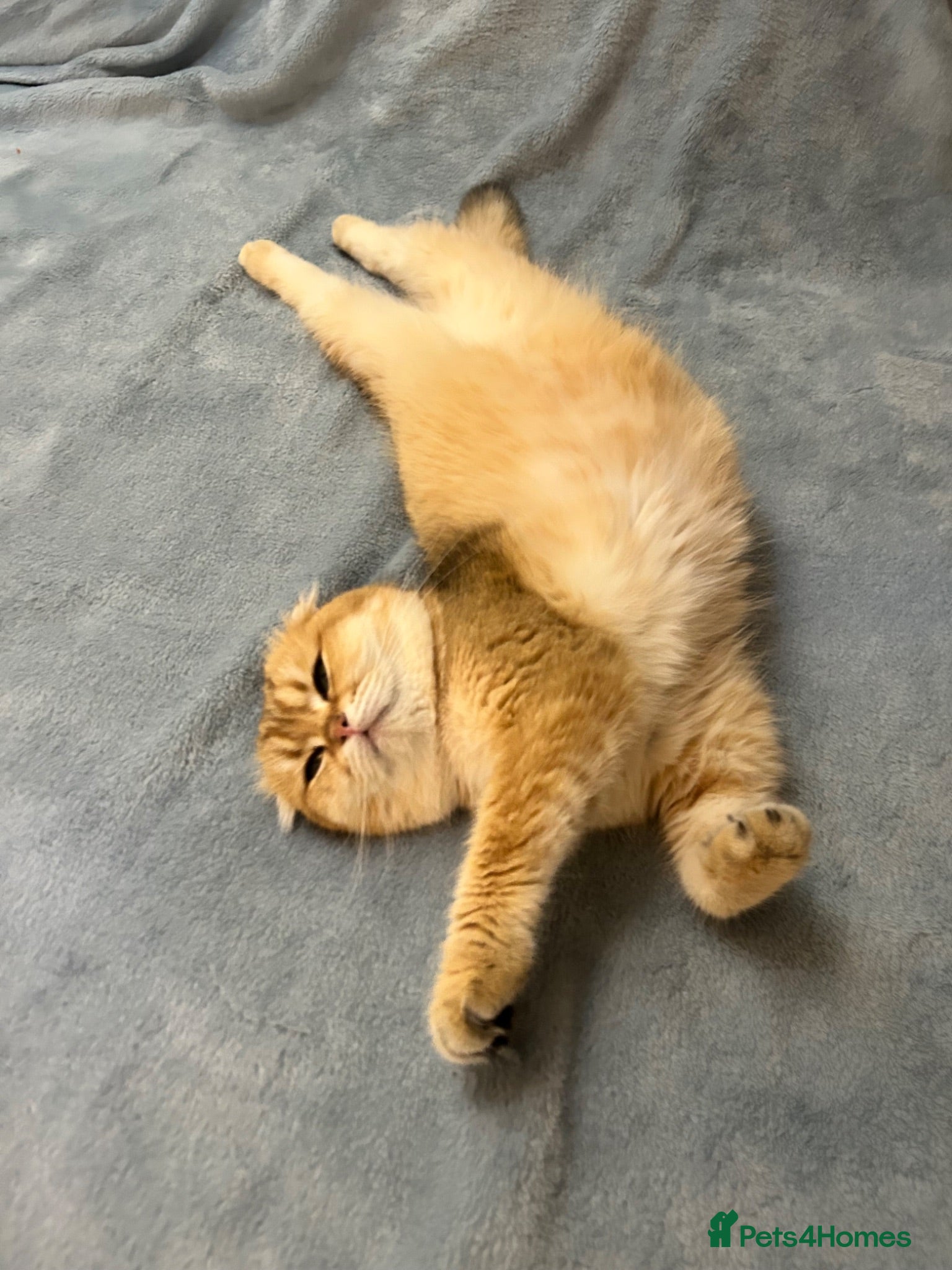 Scottish Fold cats Beautiful Gold Girl Looking for a New Home - Advert 2