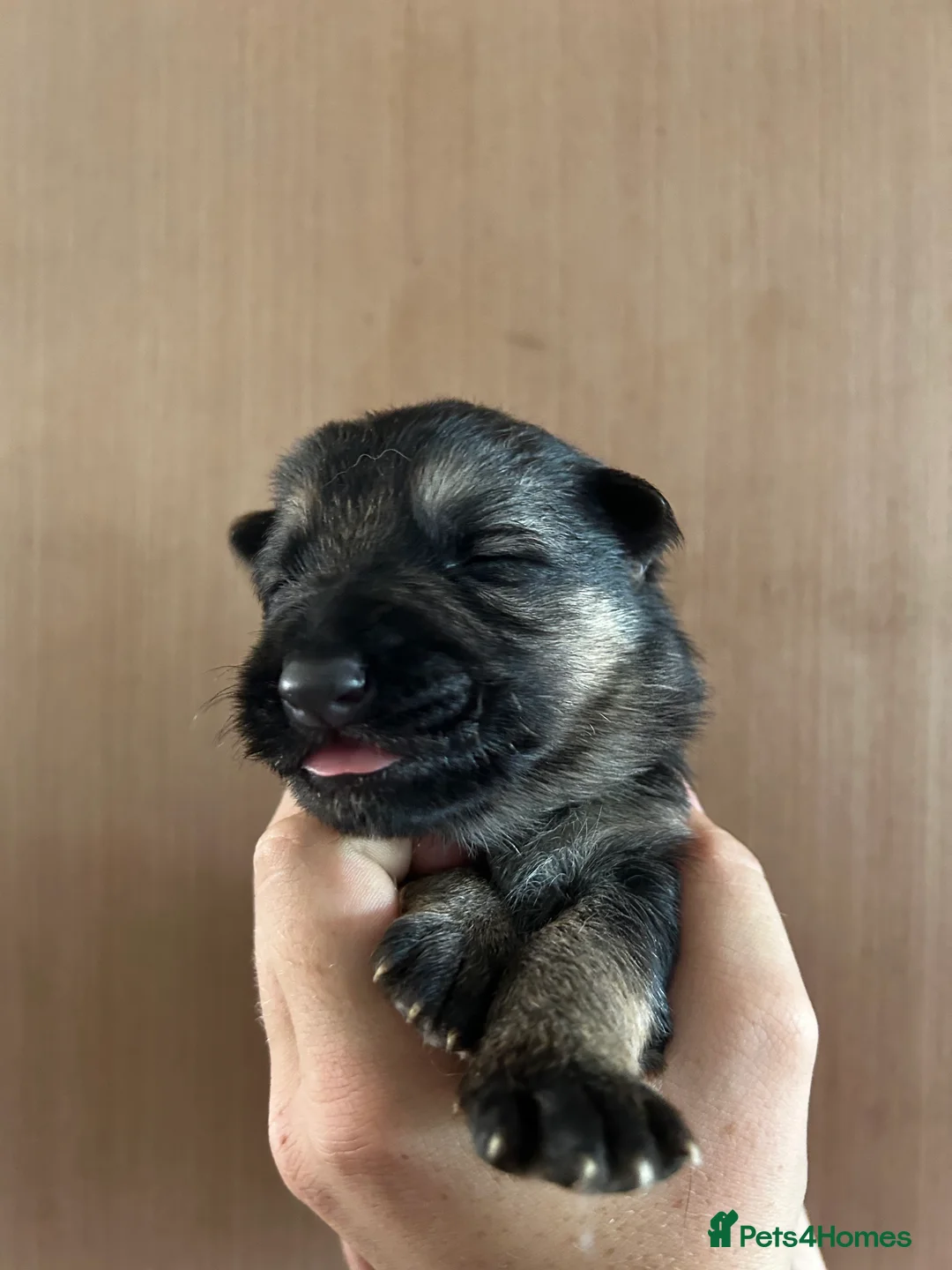 German Shepherd dogs for sale: Working line Shepherd pups - Advert 2