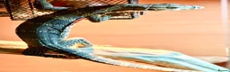 Monitor reptiles for sale: Asian water monitor  in Abergavenny - Advert 4