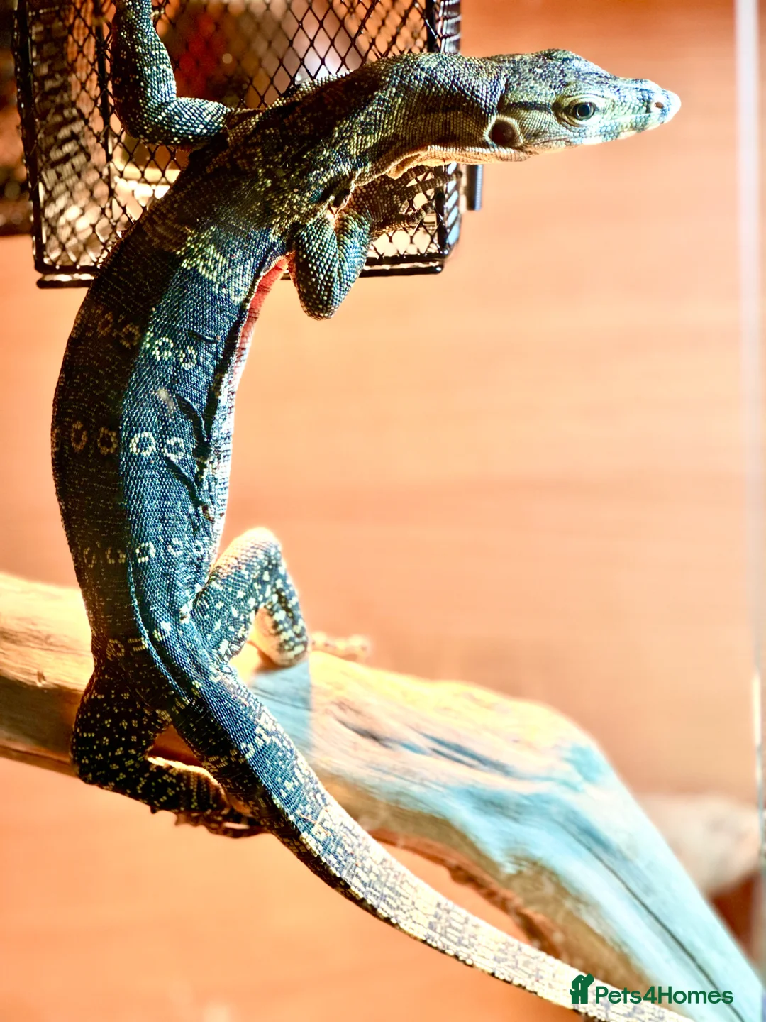 Monitor reptiles for sale: Asian water monitor  in Abergavenny - Advert 4
