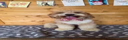 Labradoodle dogs for stud: STUNNING AUSTRALIAN LABRADOODLES HIP 0/0 ELBOW 0/0 - Advert 8