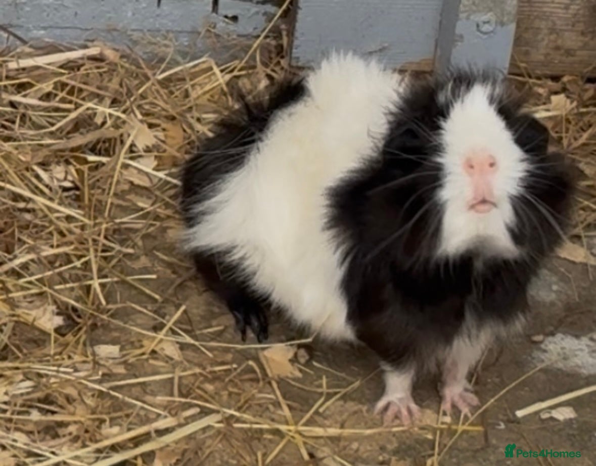 Guinea Pig rodents No longer available  - Advert 1