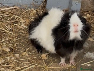 Guinea Pig rodents No longer available - Advert 1
