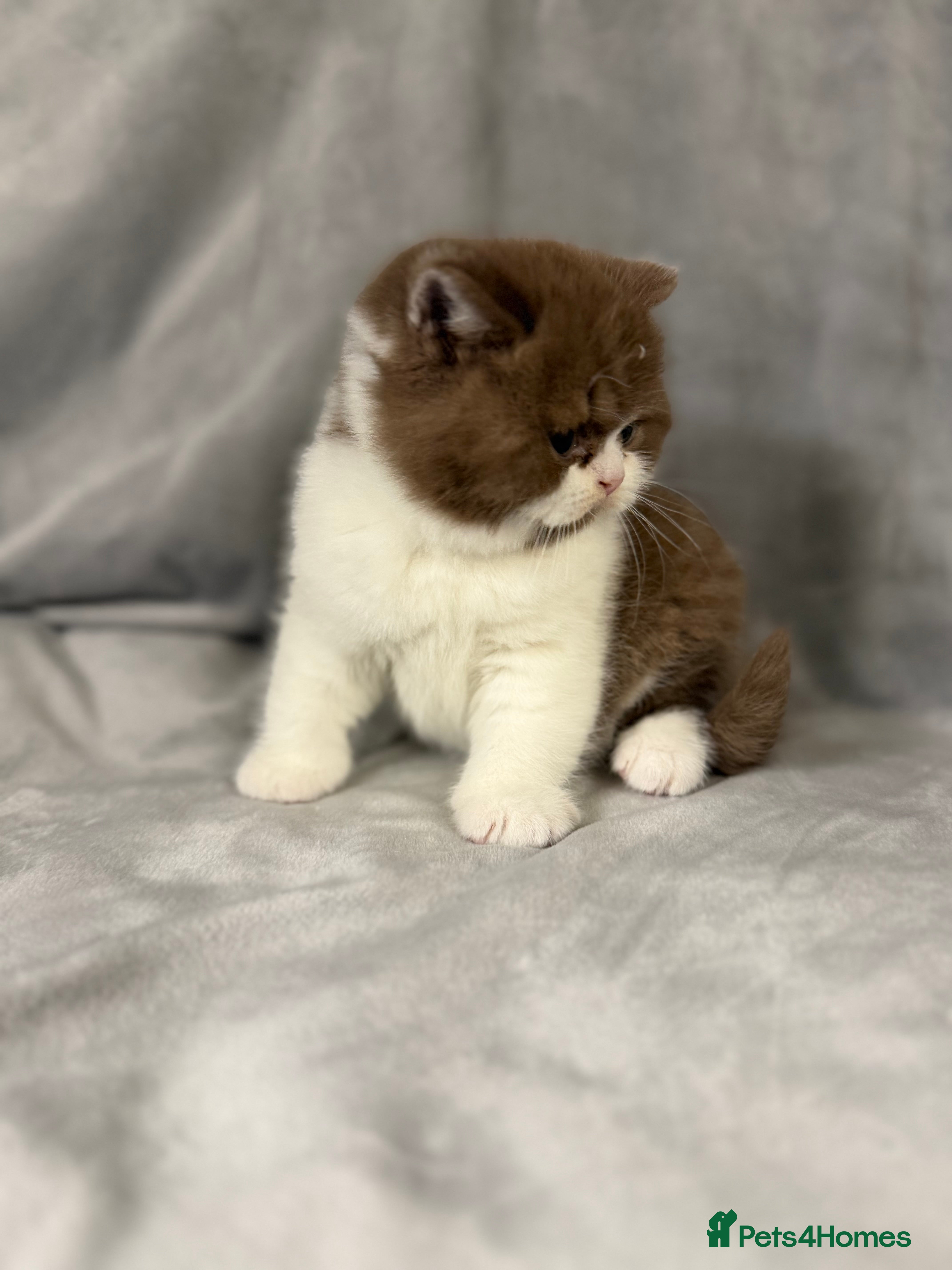 British Shorthair cats Full Pedigree Registered BSH  - Advert 14