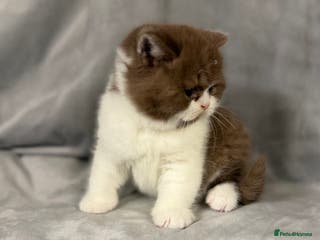 British Shorthair cats Full Pedigree Registered BSH - Advert 6