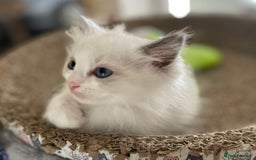 Ragdoll cats for sale: Pedigree Bicolour Ragdoll kittens  - Image 5