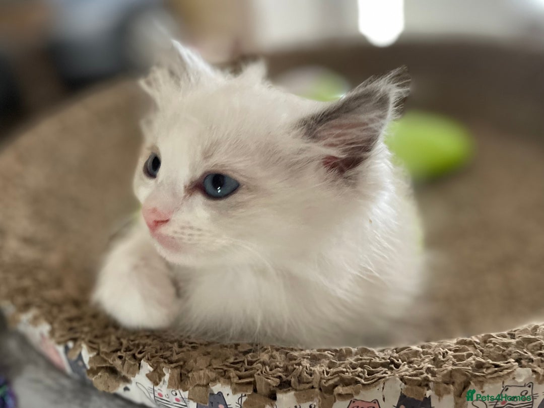 Ragdoll cats for sale: Pedigree Bicolour Ragdoll kittens  - Image 5