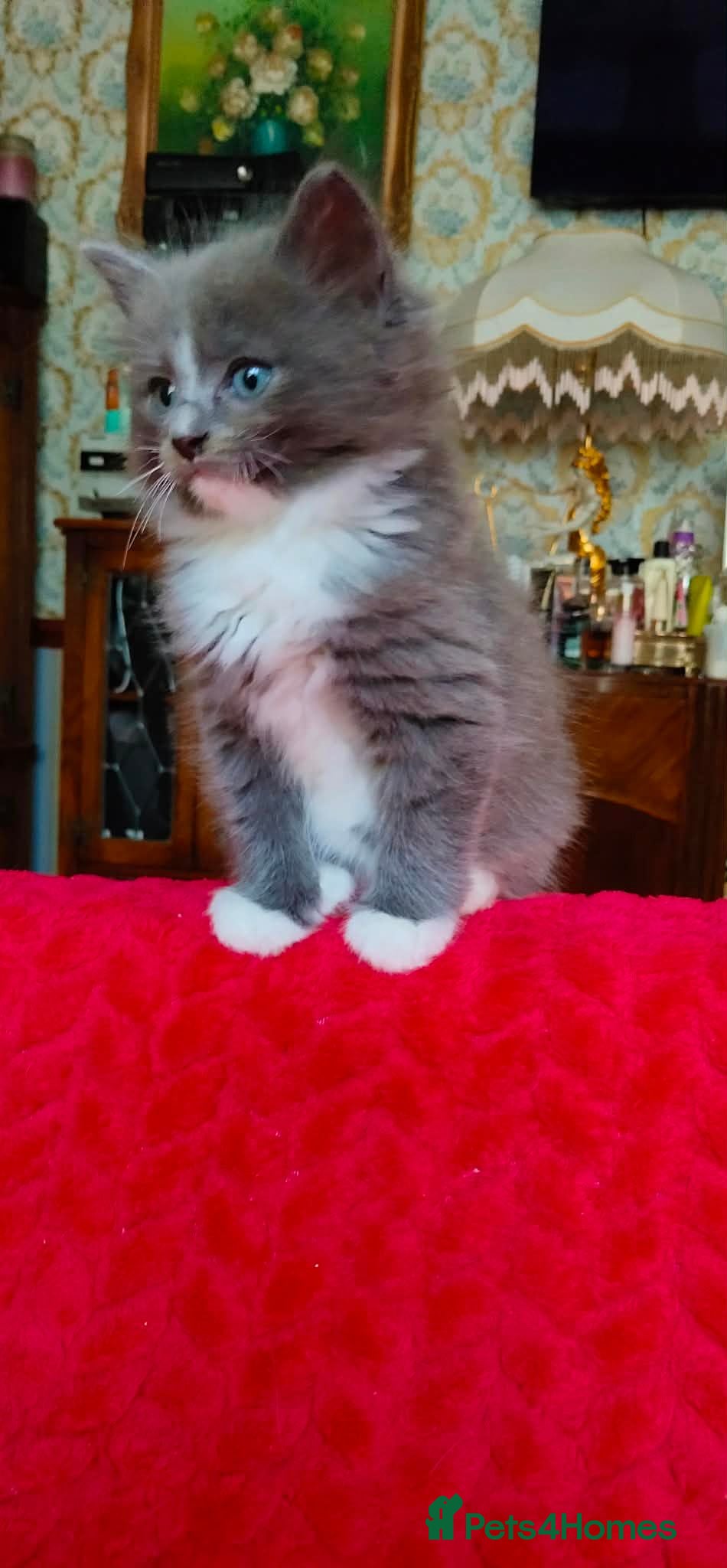 Mixed Breed cats KITTENS - Advert 2