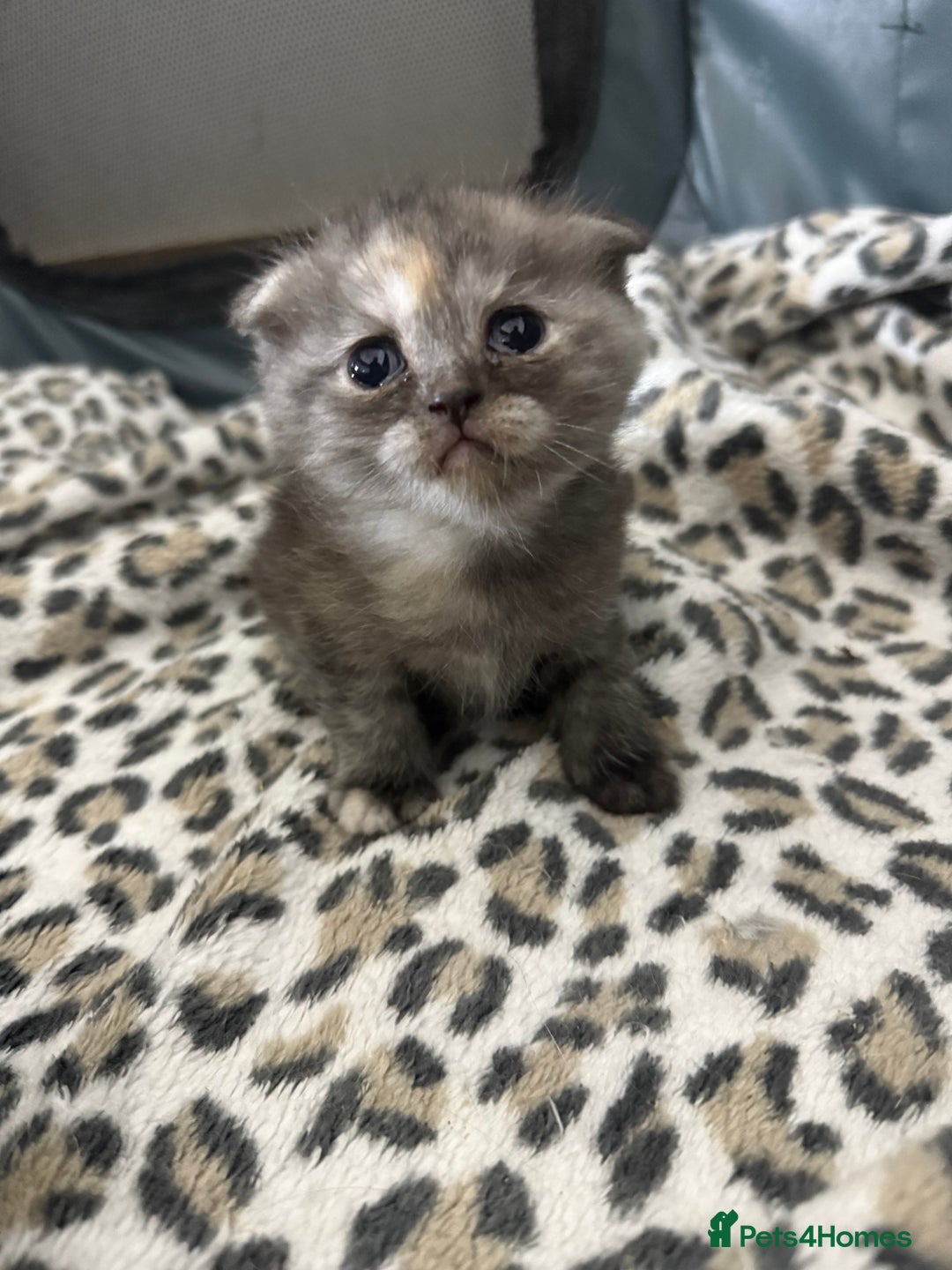 Scottish Fold cats for sale: Stunning Rainbow litter ready for  **   - Advert 30