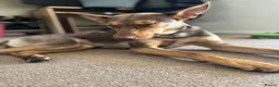 Mixed Breed dogs for adoption: Could You Be the One Valentina Needs? in Ipswich - Advert 12