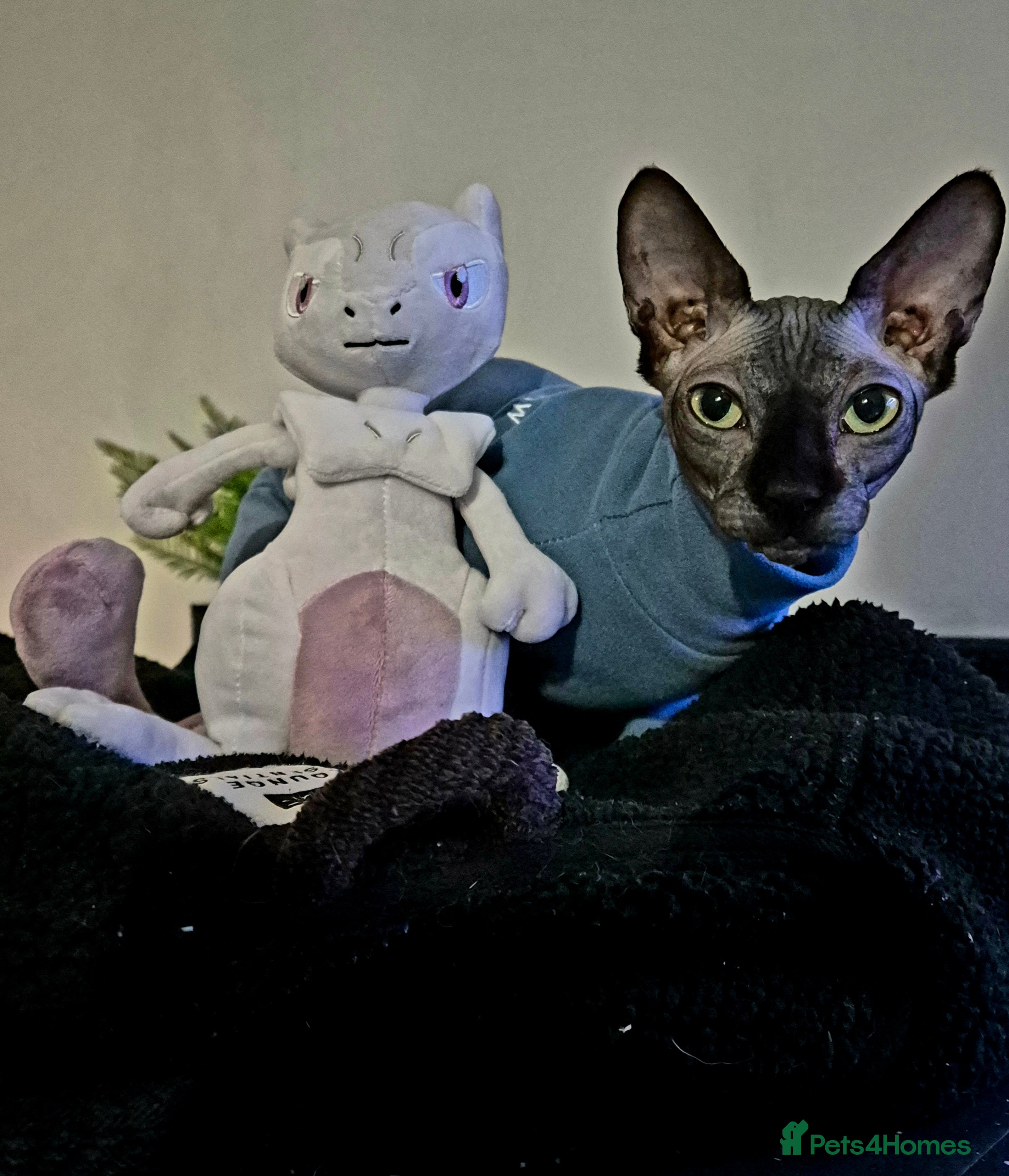 Sphynx cats Beautiful sphynx looking for experienced home - Advert 2
