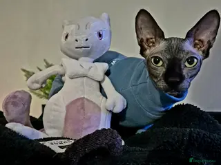 Sphynx cats Beautiful sphynx looking for experienced home - Advert 2