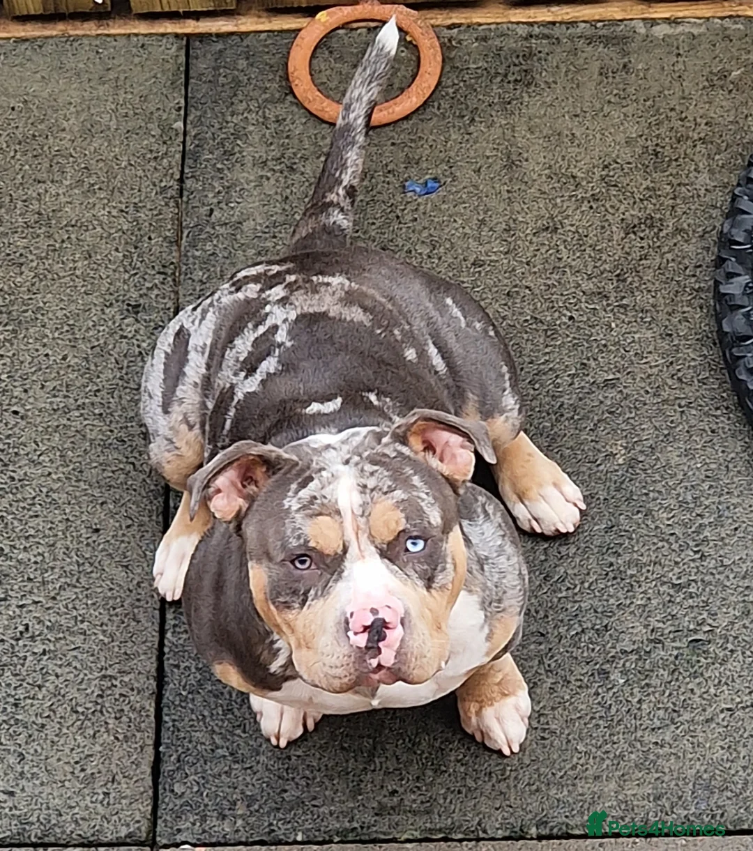 American Bully dogs for stud: Enzo Stud Available in Glasgow - Advert 2