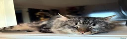 Maine Coon cats for sale: Beautiful Maine coon cross tabby boy neutered  - Advert 4