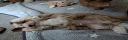 Mixed Breed dogs for sale: 3 Lovely Maltipoo puppies - Advert 8
