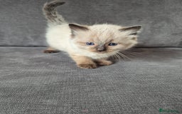 Ragdoll cats for sale: Pedigree Ragdoll Kittens  - Image 9