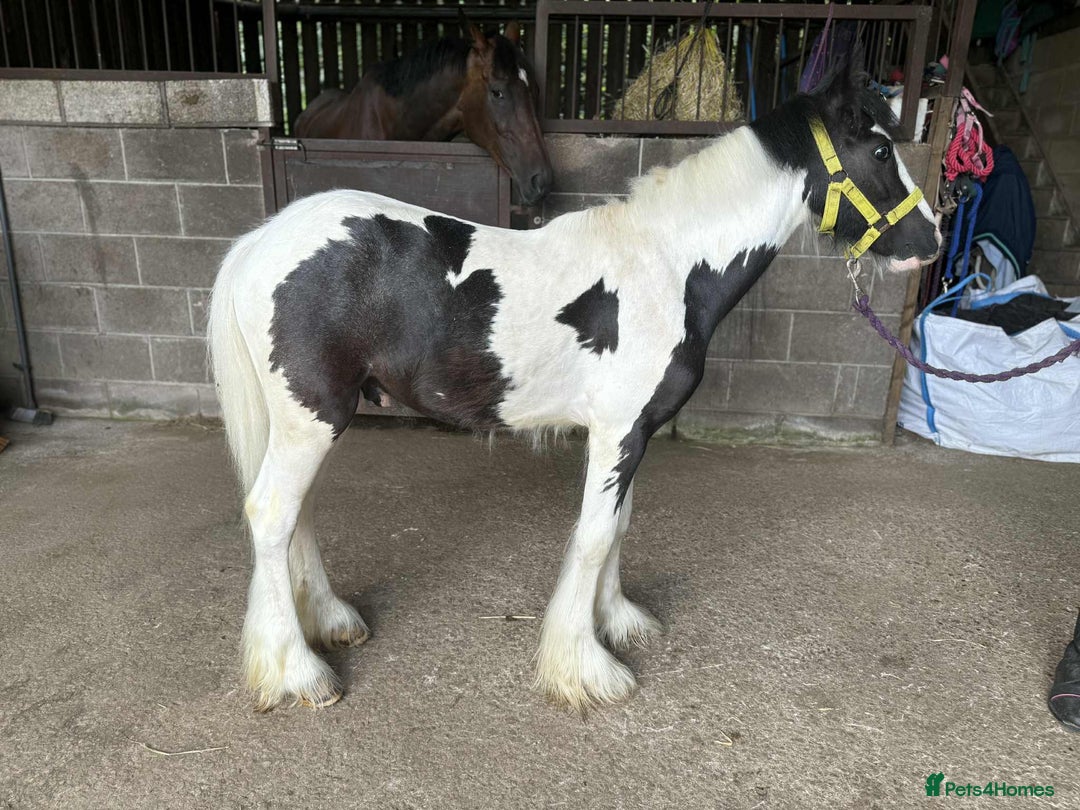 Irish Cob horses for sale: Pirate the pint size gypsy cob  - Image 2