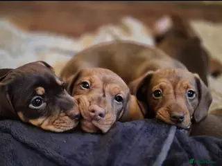 Miniature Dachshund dogs Miniature dachshund - Advert 6