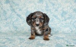 Cockapoo dogs for sale: Adorable F2 Cockapoo Puppies, Ready 12 Oct - Image 8