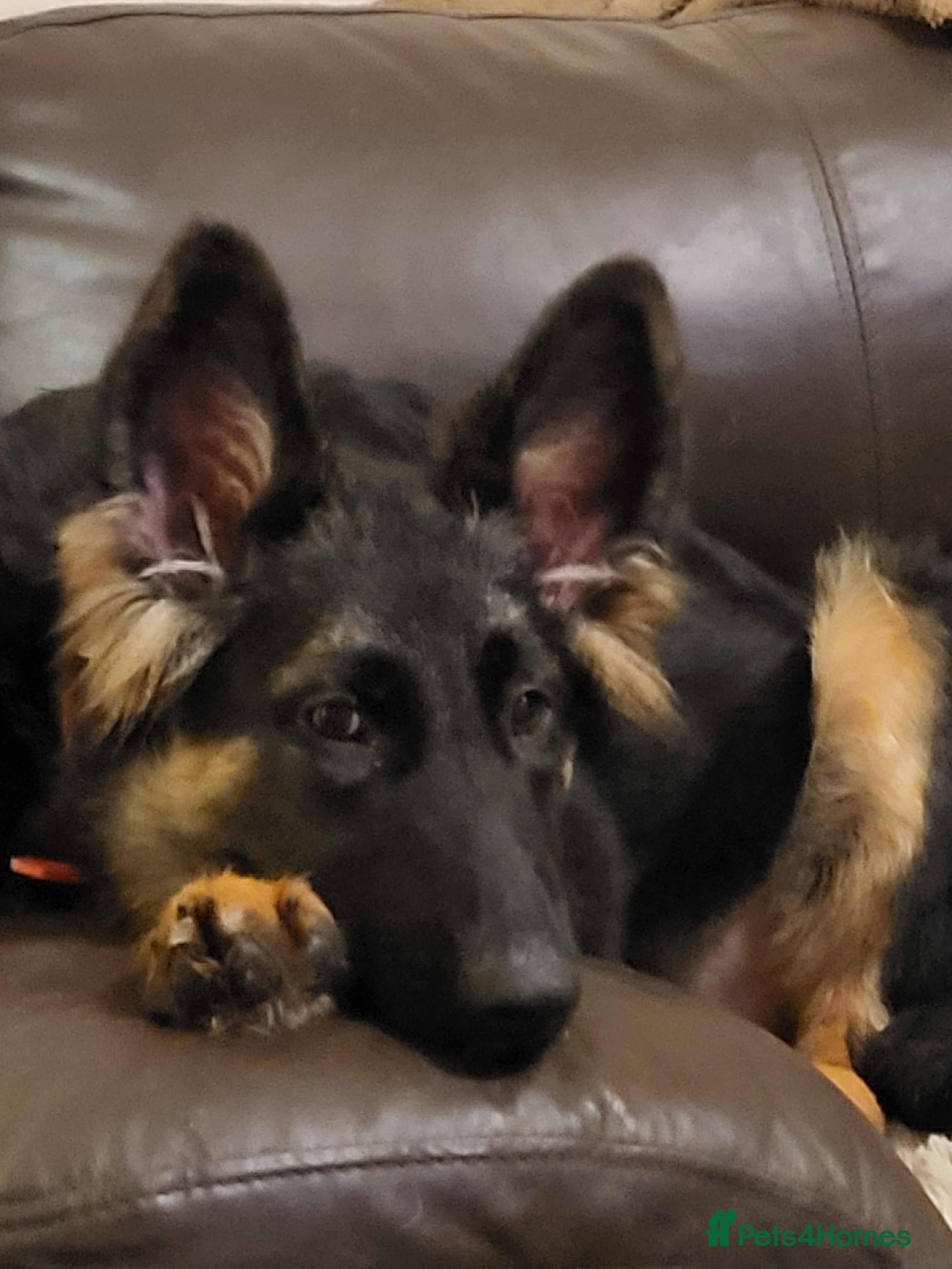 German Shepherd dogs German shepherd puppies  - Advert 1