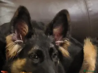 German Shepherd dogs German shepherd puppies - Advert 1