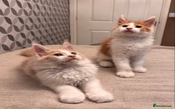 Maine Coon cats for sale: TICA registered purebred Maine Coon kittens - Image 3