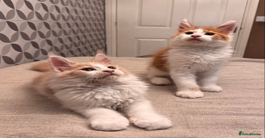 Maine Coon cats - Advert 3