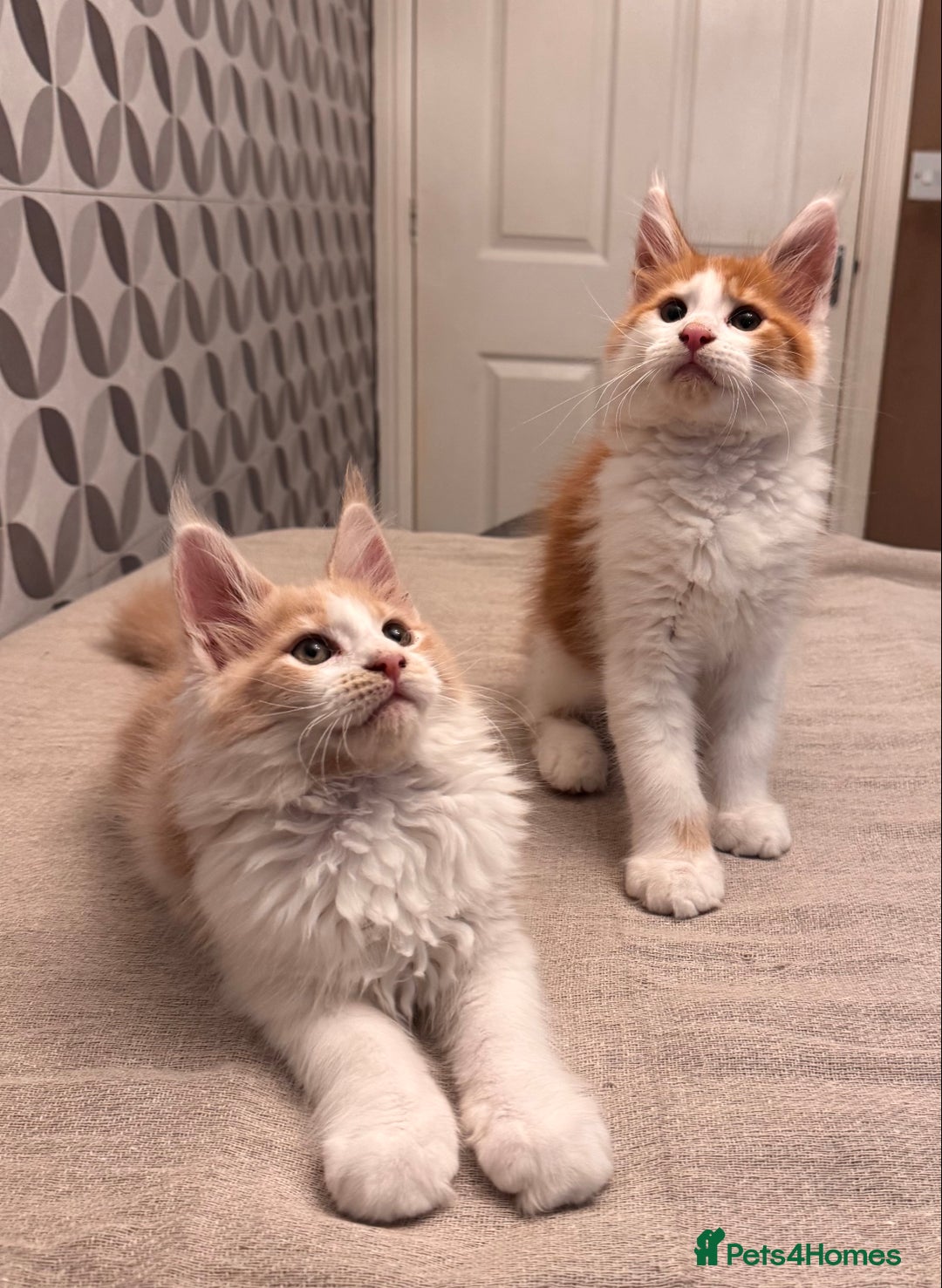 Maine Coon cats for sale: TICA registered purebred Maine Coon kittens - Image 3
