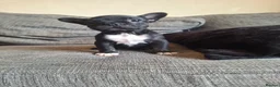 French Bulldog dogs for sale: French bulldogs  - Advert 6