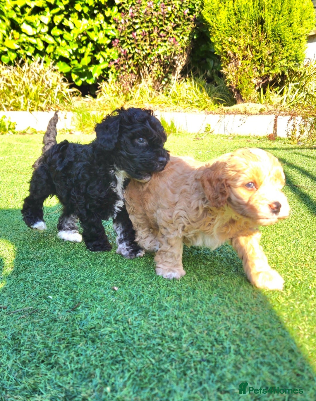 Cockapoo dogs F1b toy American  cockerpoos puppies  - Advert 4