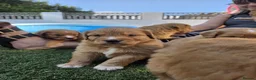 Nova Scotia Duck Tolling Retriever dogs for sale: Beautiful KC registered toller pups - Advert 8