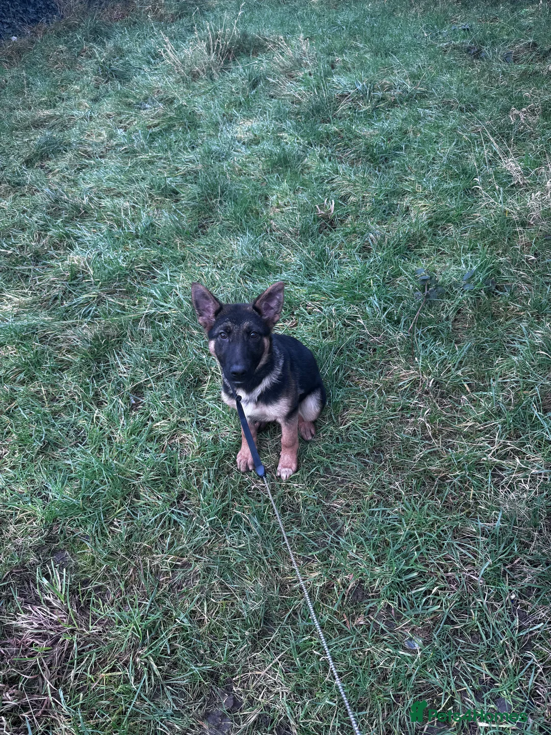German Shepherd dogs for sale: Adorable German shepherd female 16weeks old!! - Advert 2
