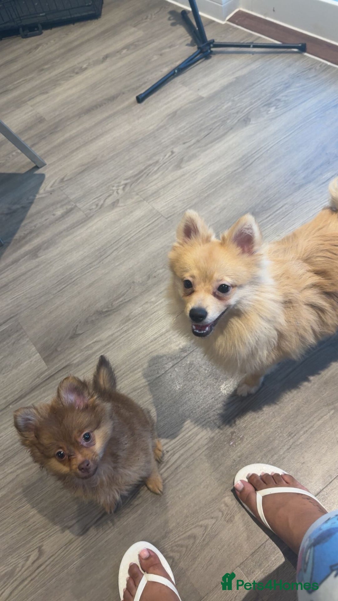 Pomeranian dogs for sale: POMERANIANS - Image 2