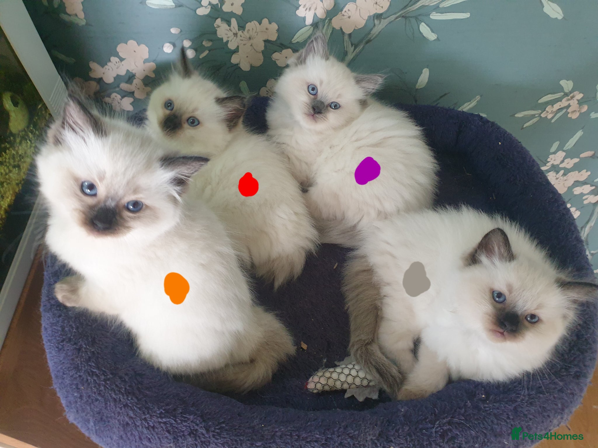 Ragdoll cats for sale: Ragdoll fluffy kittens x 4 chocolate seal point - Advert 18