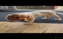 Cocker Spaniel dogs for sale: KC Showtype Cocker Spaniel Boy - Image 4