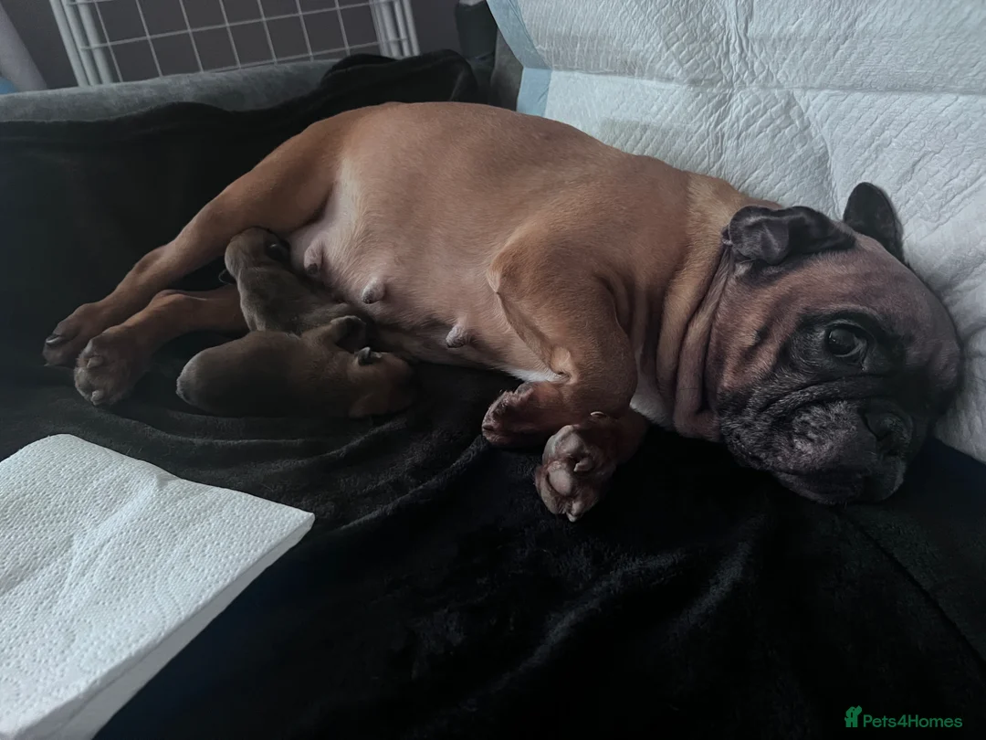 French Bulldog dogs for sale: Adorable French Bulldog Male Puppy for Sale - Advert 8
