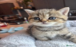 British Shorthair cats for sale: 💎Rare BSH Kittens💎Pedigree Champion Blood Line💎 - Image 26
