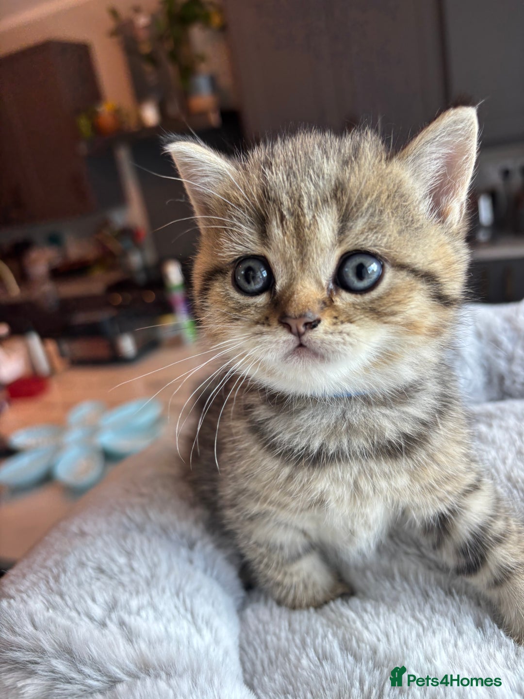British Shorthair cats for sale: 💎Rare BSH Kittens💎Pedigree Champion Blood Line💎 - Image 26