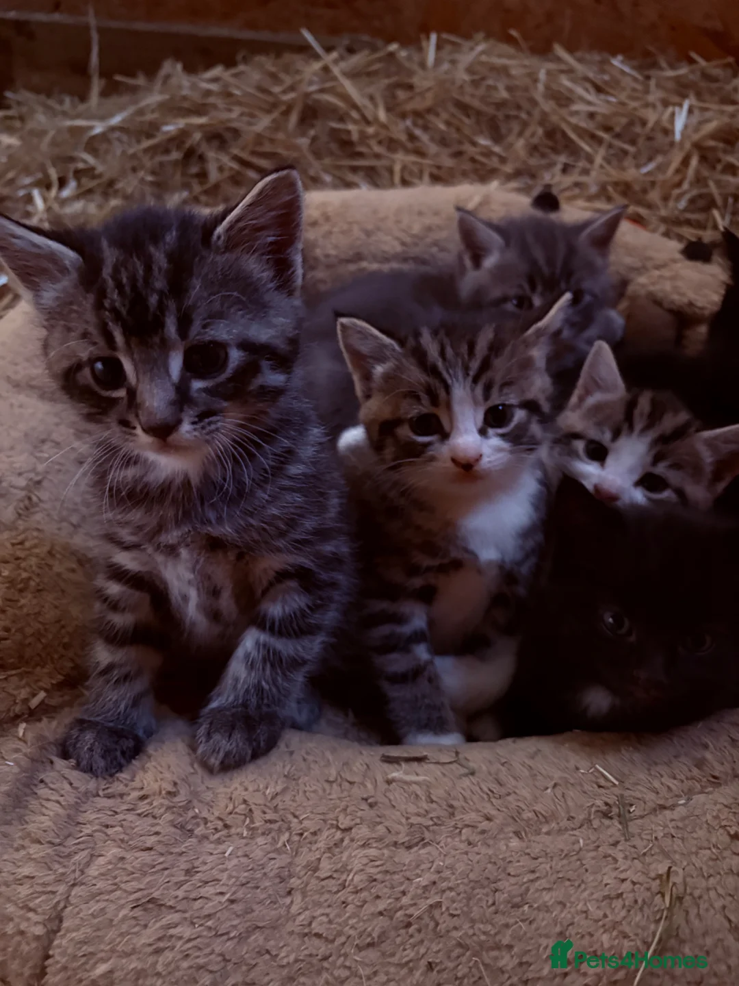 British Shorthair cats for sale: Kittens British shorthair x ragdoll  in Petersfield - Advert 1