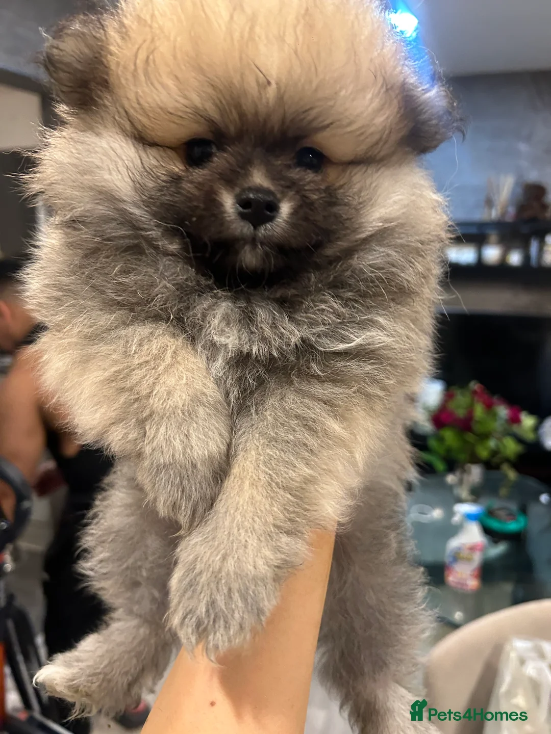 Pomeranian dogs for sale: 2 Pomeranian girls ready now  - Advert 12